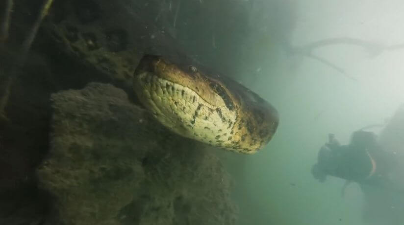 Anaconda gigante en Brasil