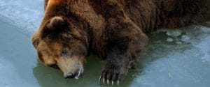 Un boxeador se enfrenta y mata a un oso que le quitó la vida a un amigo