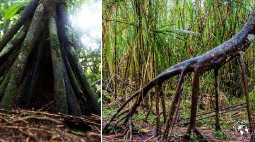 El árbol que camina en el Amazonas