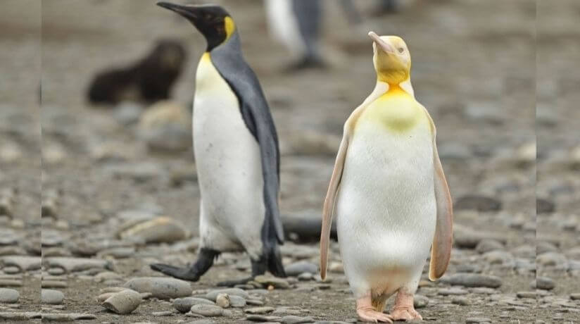 Pingüino amarillo en Georgia del Sur