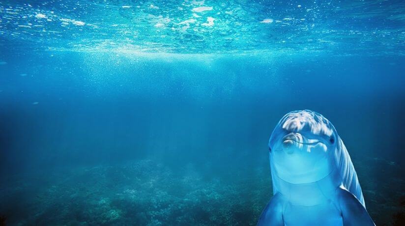 Tiburones le temen a los delfines