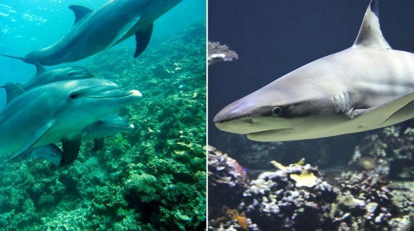 Tiburones vs Delfines