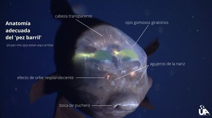 Anatomía del pez cabeza transparente