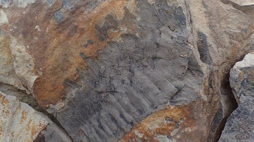 Fósil de Arthopleura