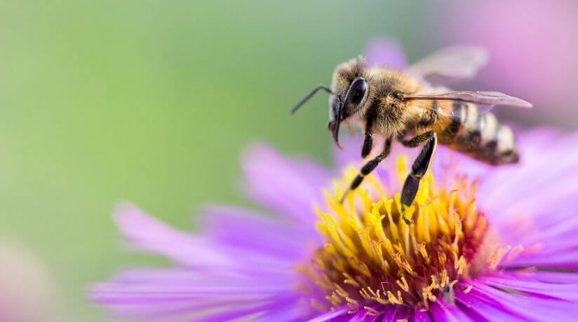 Polinización abeja