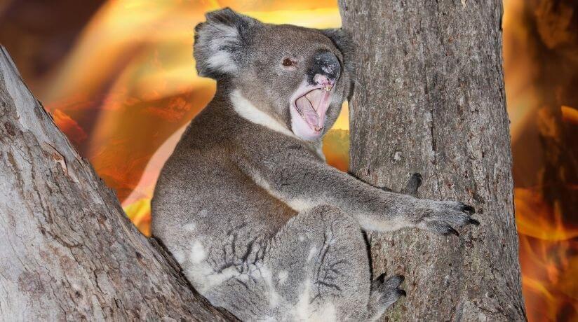 Koala en incendio