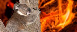 Koalas en peligro de extinción: lo declara Australia en dos Estados