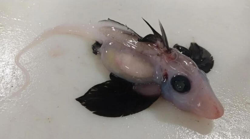 Tiburón fantasma