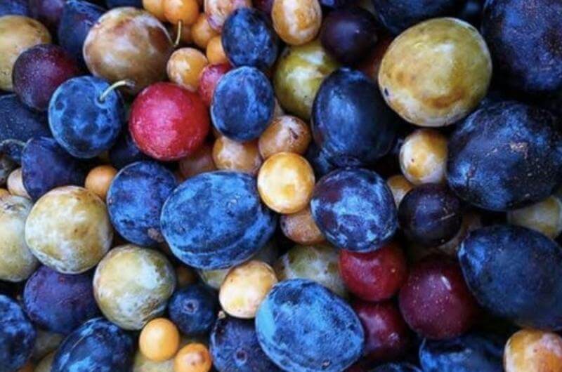 Frutas del Árbol de los 40 frutos
