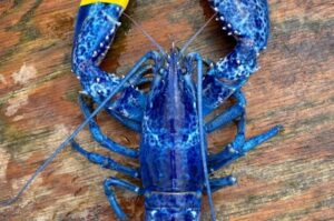 Una langosta azul, el increíble hallazgo de un pescador y su hijo