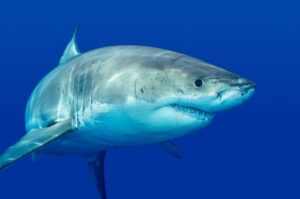 El encuentro con el tiburón blanco más grande del mundo