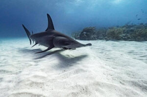 Los tiburones aparecen cada vez más en las ciudades costeras
