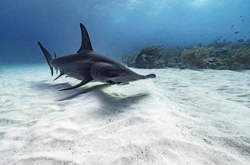 Tiburones cerca de ciudades costeras