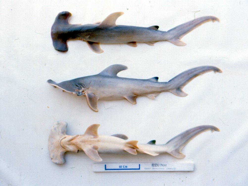 Tiburón martillo gigante nadando en aguas azules