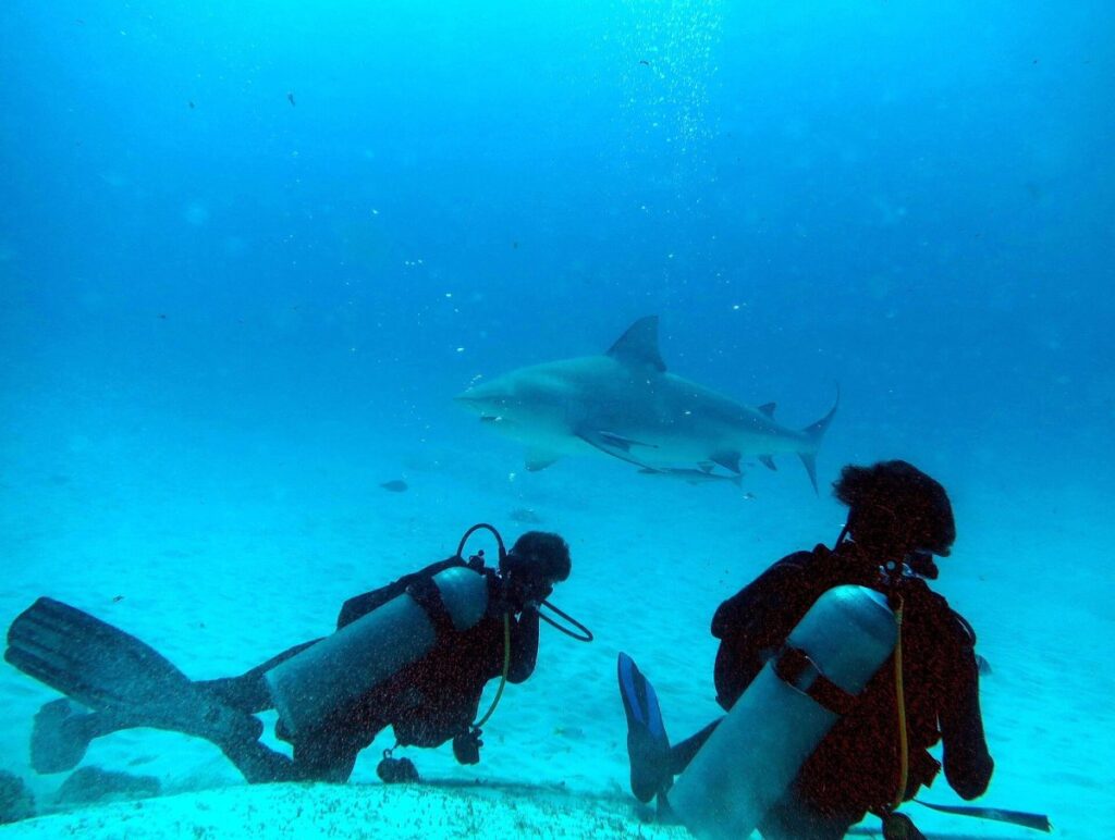 Tiburón toro nadando cerca del fondo en aguas claras y poco profundas