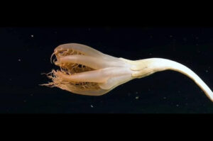 Hallan una criatura gigante con tentáculos en las profundidades del océano