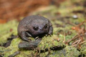 La rana africana: sorprende su extraño parecido a un aguacate y sus ruidos adorables