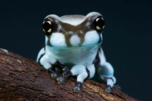 La peculiar rana azul del Amazonas que se vende como mascota