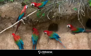 ¿Está permitida la venta de animales exóticos en México?
