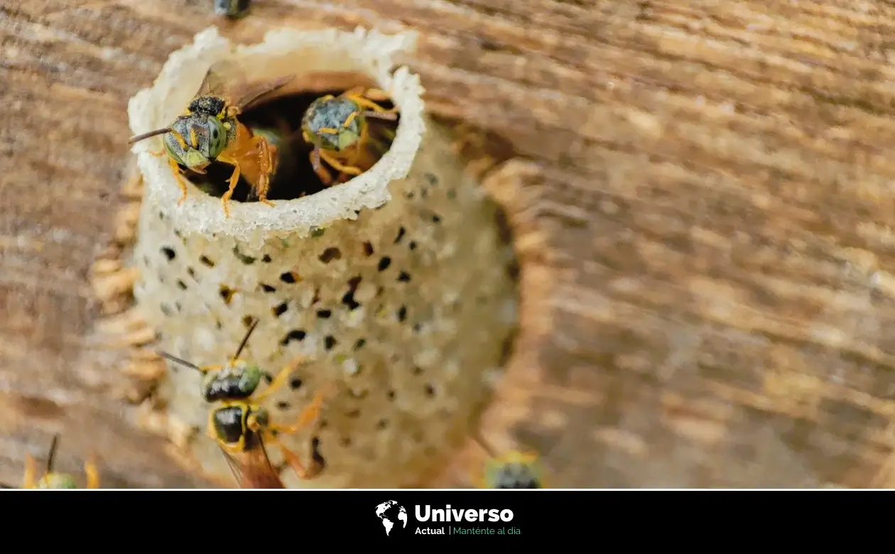 Importancia de las abejas mayas