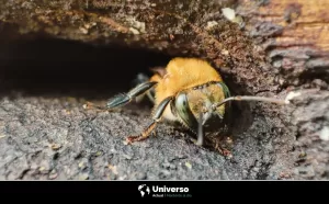 La importancia de las abejas mayas, un tesoro biológico de Yucatán