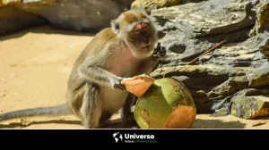 El ‘Mono Borracho’: un vínculo evolutivo entre primates y humanos