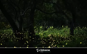 Explorando las maravillas del Santuario de las Luciérnagas