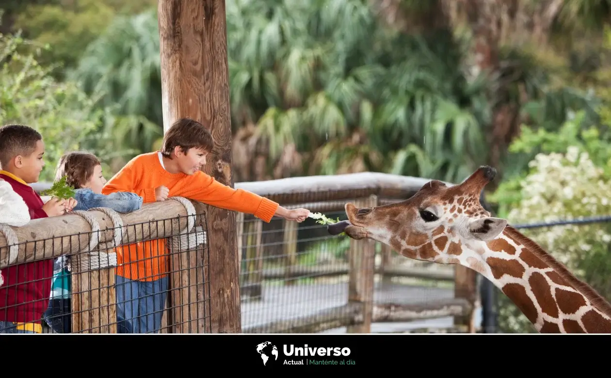 La Magia Del Zoológico De Zacango, De La Selva A La Ciudad | Universo ...