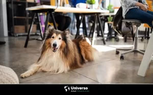 Los mejores restaurantes pet friendly que puedes visitar en México