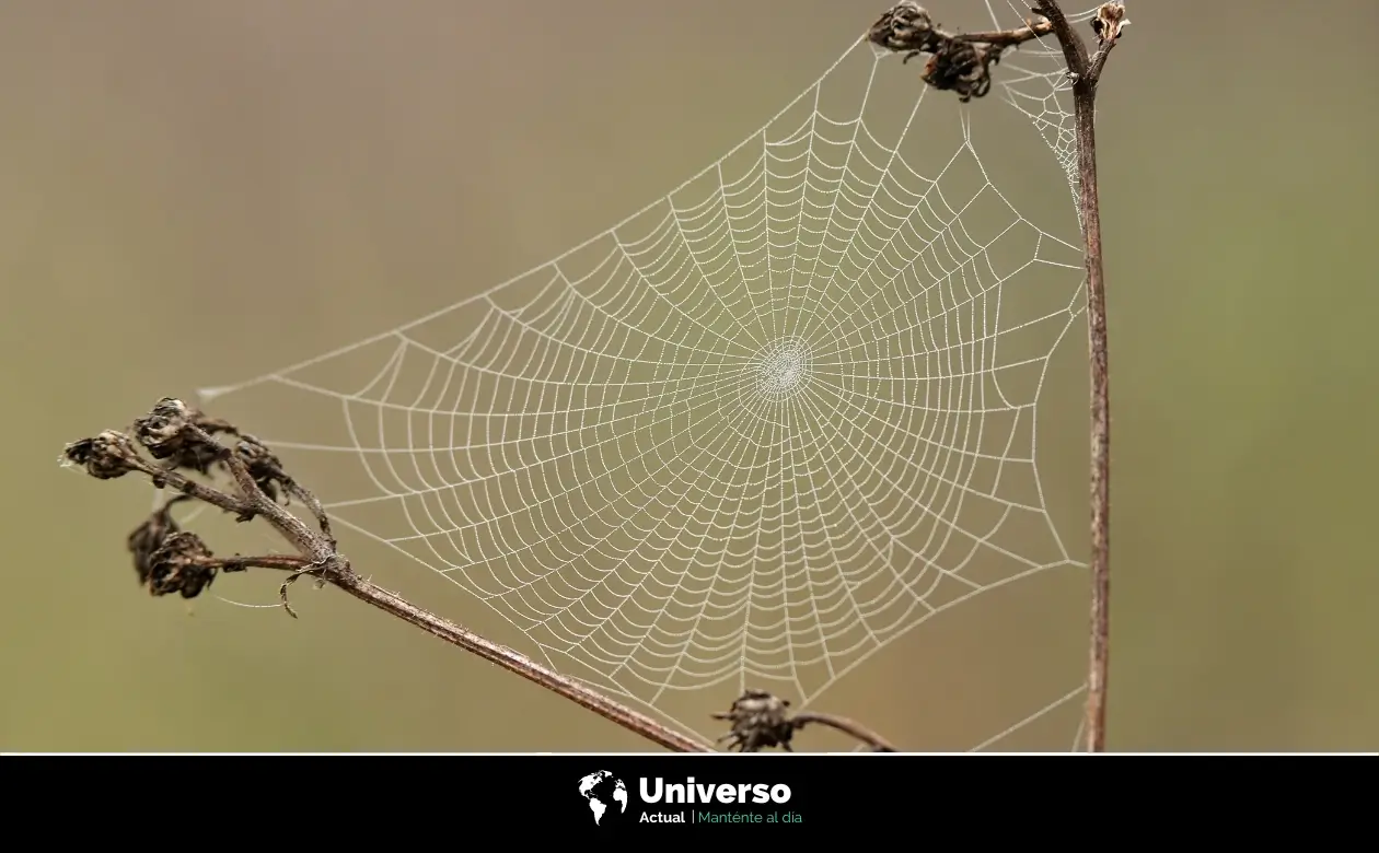 Así es como producen las arañas las telarañas | Universo Actual