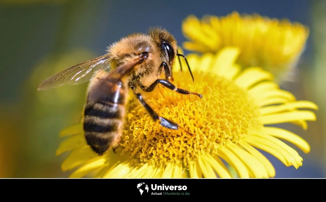 Abeja polinizando