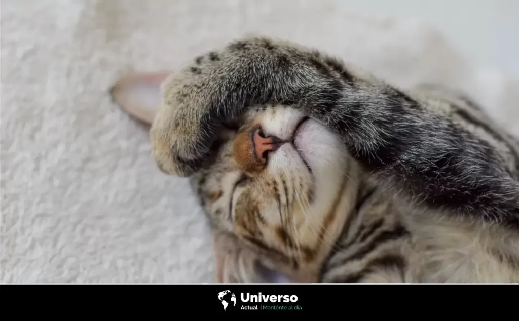 Los 10 mejores beneficios de tener un gato en casa