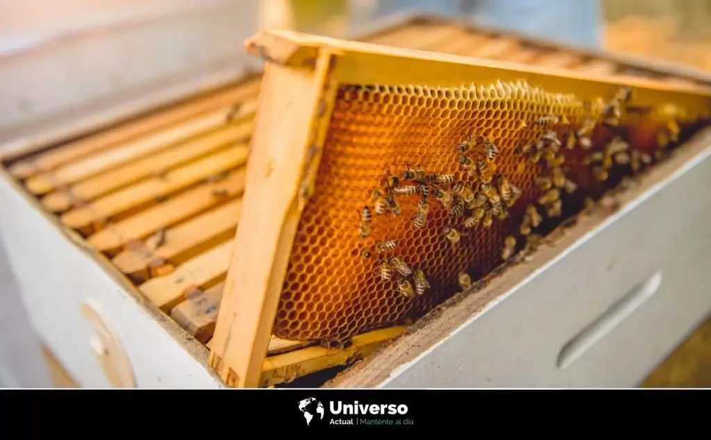 Descubre el misterio de cómo las abejas hacen jalea real