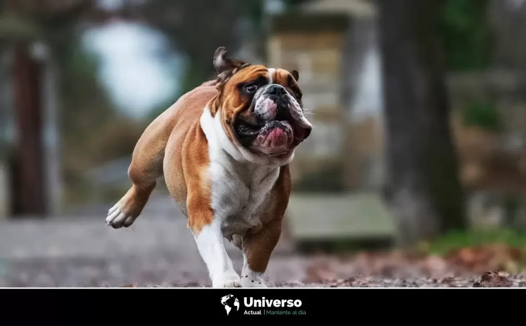 Cuáles son los perros braquicéfalos