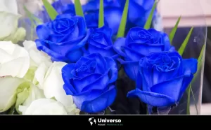 ¿Cuándo se regalan flores azules? Una nueva tradición en México