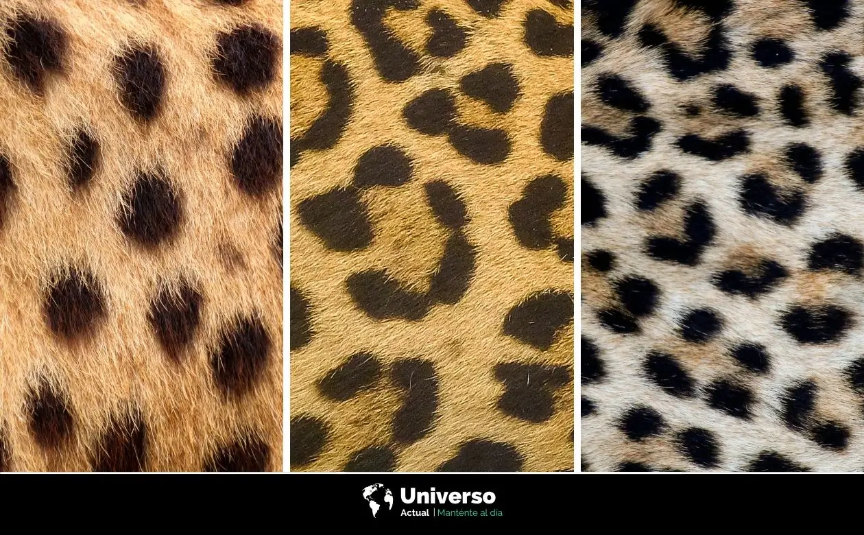 Diferencias de pelaje entre guepardo, jaguar y leopardo