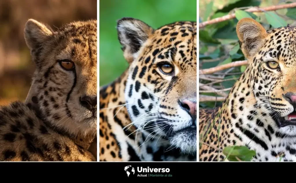 Diferencias entre guepardo, jaguar y leopardo