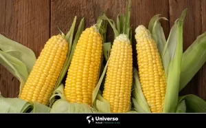 ¿El elote es fruta o verdura? Para la botánica es fruta y cereal