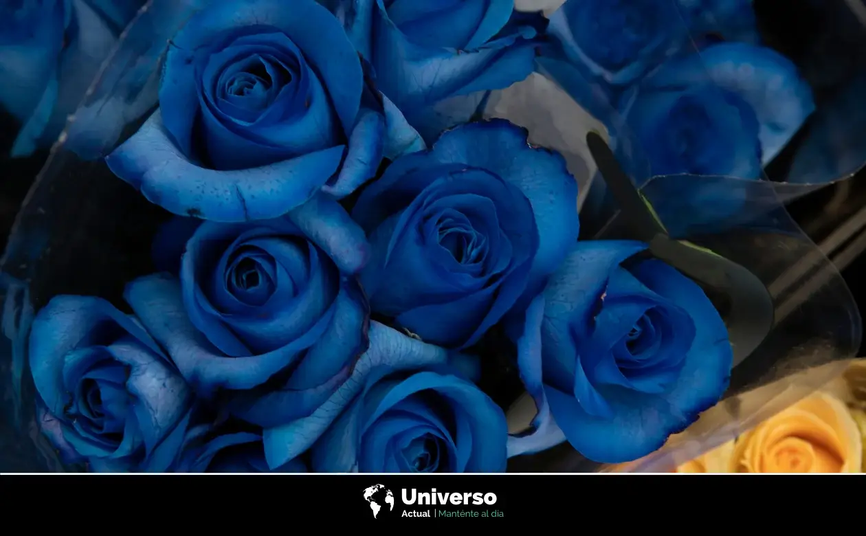 Flores azules de regalo