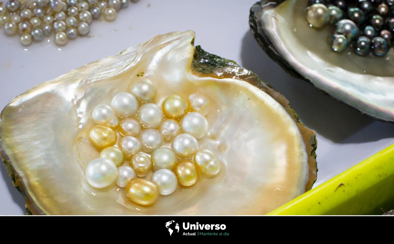 Cómo se forman las perlas en las ostras