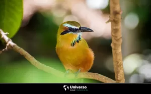 La leyenda milenaria del pájaro toh y su origen maya