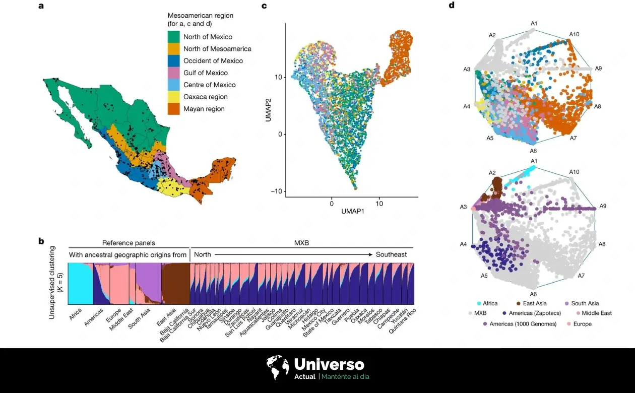 El mapa con los patrones ancestrales en el MXB y la diversidad genética dentro de México