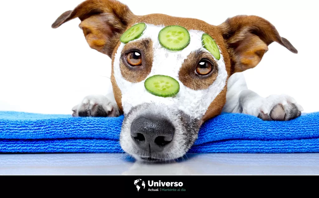 Spa para perros