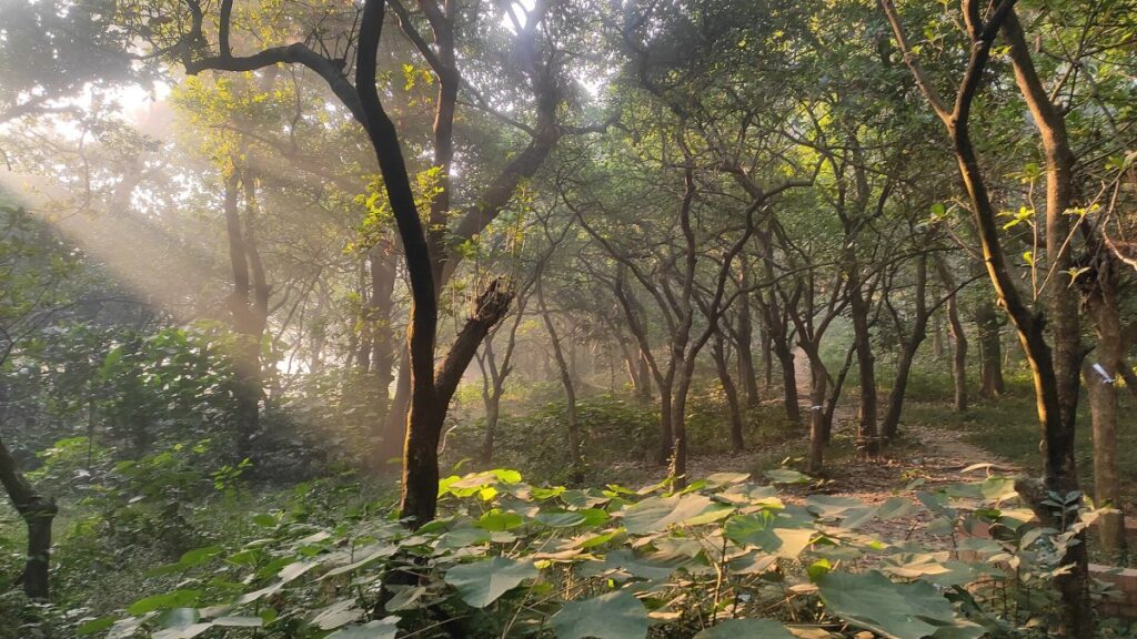 Haces de luz solar atravesando las copas de los árboles en un bosque