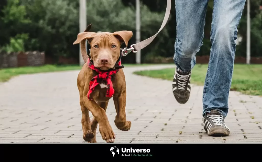 ¿Cómo educar a un perro para ir al baño