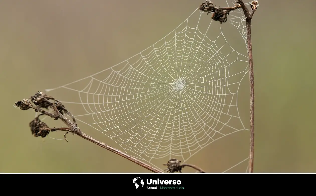 Cómo producen las arañas las telarañas