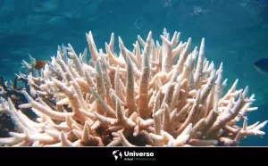 Arrecifes de coral blancos: ¿A qué se debe el blanqueamiento?