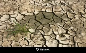 ¿Qué es la desertificación? Causas, impactos y soluciones