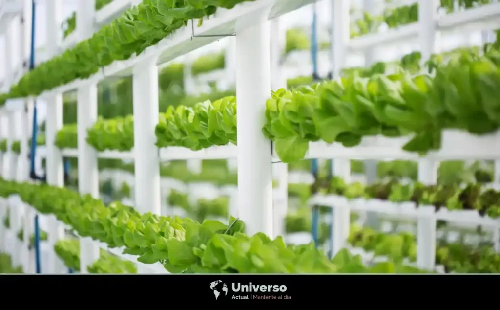 Agricultura vertical: El futuro de la cultivación en ciudades