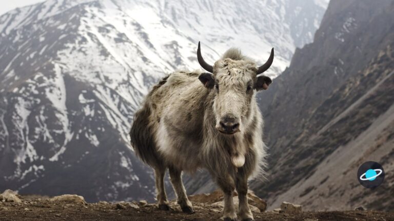 Hallan en Siberia una especie de bovino desconocida, pariente del yak, gracias al ADN antiguo